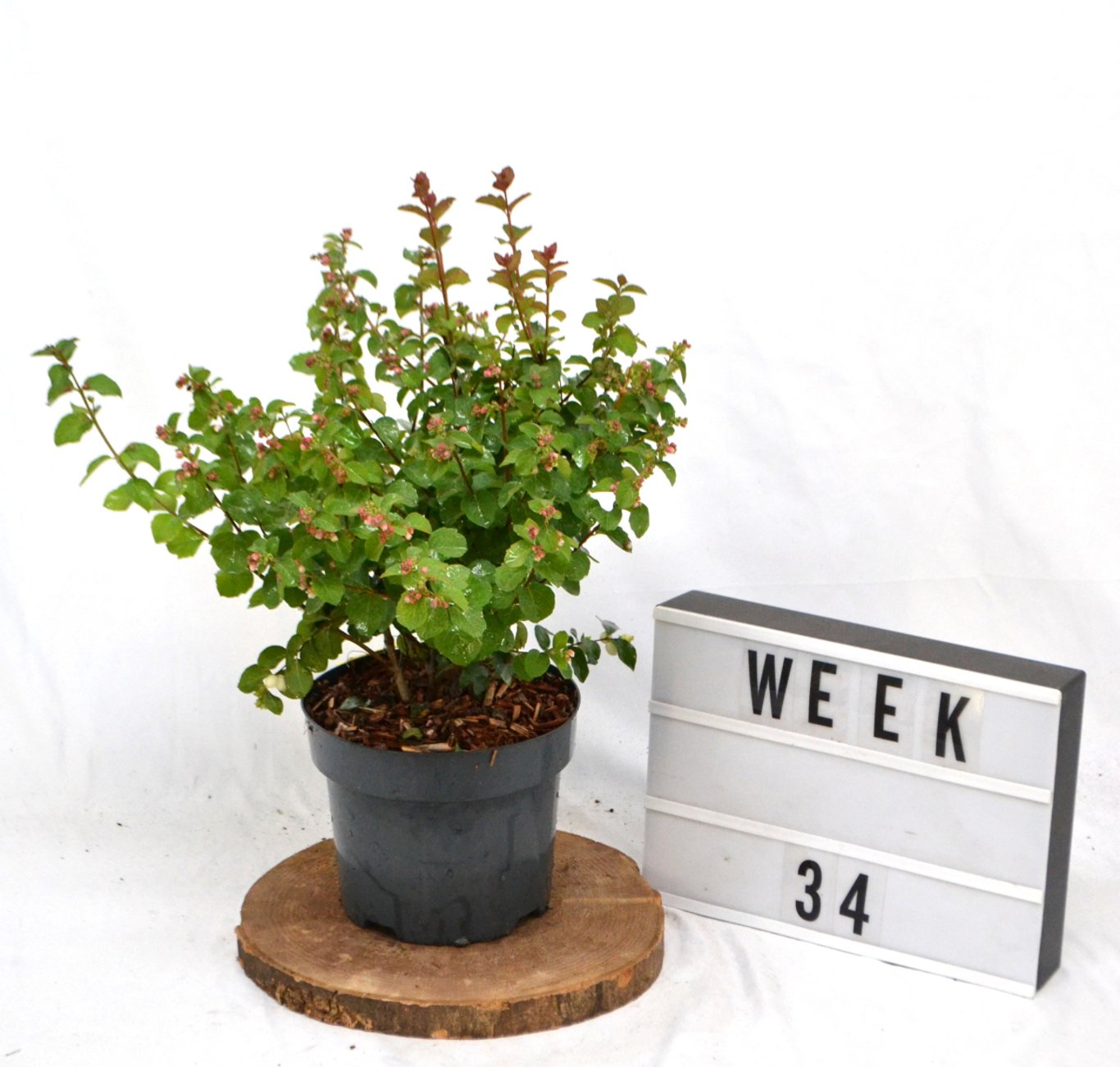 Symphoricarpos 'Symphony Rock' - C3 20-40 CM